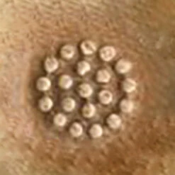 Stamping Tool - PJ017